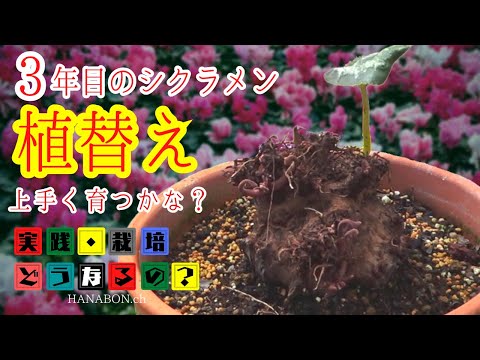 丈夫なシクラメン:春の予感