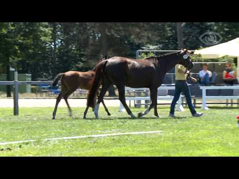 Fohlen 2015 Fürst Belissaro x Sarkozy x Donnerschwee