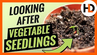 Seedling Care: From Sprout to Grow Lights