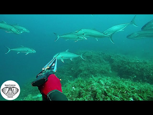 Videouttalande av spearfishing Engelska