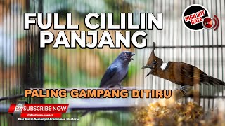 Download lagu 🔴Masteran Srigunting Abu-Abu Isian Cililin Full Tembakan Panjang mp3