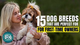 15 Best Dogs for First Time Owners