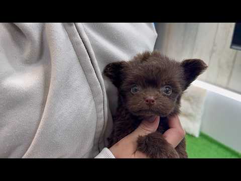 YouTube動画のサムネイル