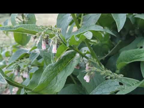 La consuelda: planta indispensable para tu huerto