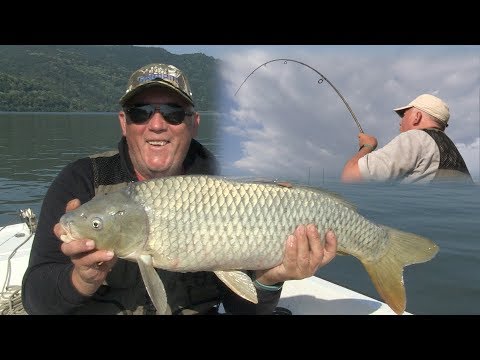 Pecanje šarana na Dunavu | Dubinsko pecanje šarana | Fishing carp in river