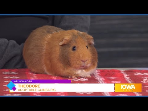 Cuddly Theodore is available for adoption at the Animal Rescue League of Iowa - YouTube
