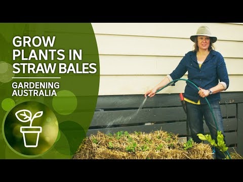 An instant raised bed — use straw bales to grow plants and vegetables