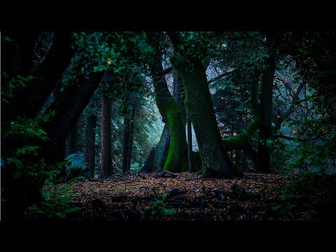 The Ambientalist - Emerald Forest