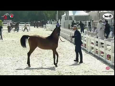 N 21 AL ARYAM ALDHANNA   Abu Dhabi International Arabian Horse Championship 2021   Yearling Fillies