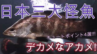 アカメちゃんは乙姫!【アクアリウム,熱帯魚,大型魚,古代魚,観賞魚】