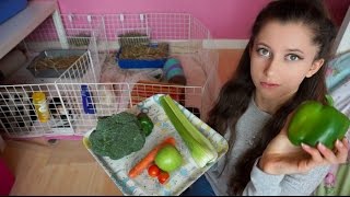 Guinea Pig Nutrition | Autumn & Winter