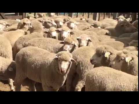 Carneros a la venta el 10/03/2018 en La Empastada