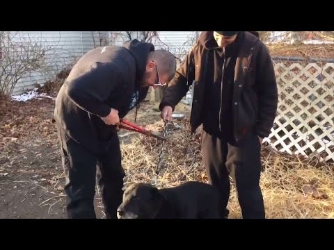 Dog Chained Up In Yard For 15 Years is Set Free And Loving Life On The Outside