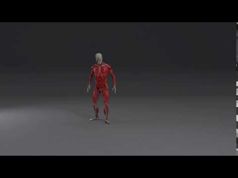 NeuralX Human Animation