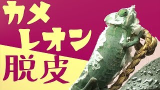 【爬虫類】カメレオンの脱皮は爬虫類界にて最強【飼育】