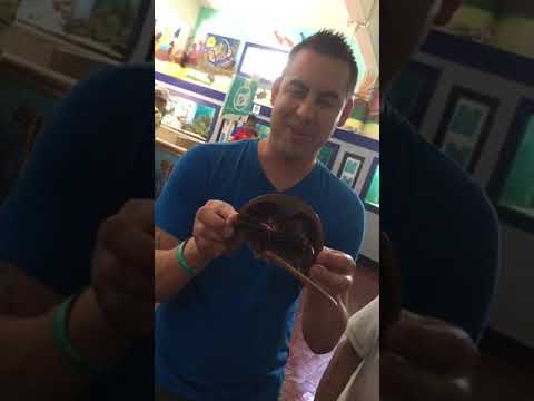 Real life pokémon fossil