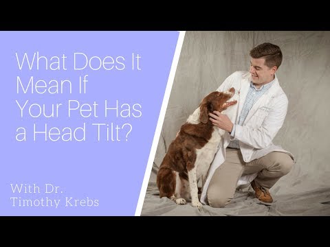 What Does It Mean If Your Pet Has A Head Tilt?