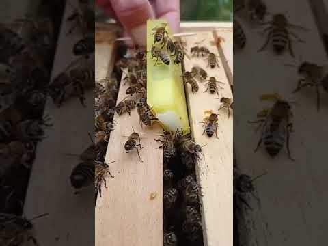 Zusetzen einer Bienenkönigin in ein Volk mittels Ausfresskäfig von Bee-Bavarian
