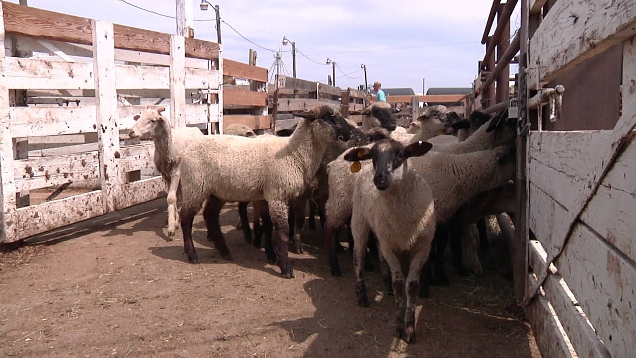Part 1 -- General Principles for Handling Sheep