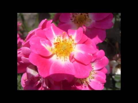 Radio Recording Vanita Vishwa   Sulbha Chaudhari   Safalya