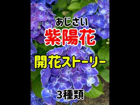 アジサイの下に置く植物はどれ？この夏、美しさをさらに高める6種の組み合わせ  庭園