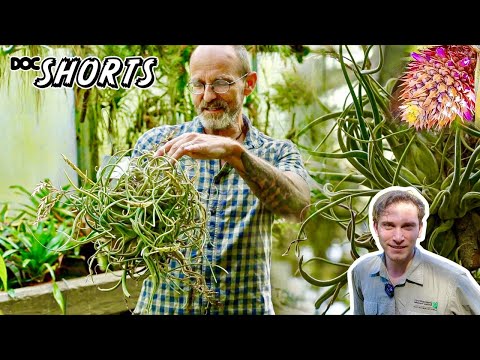 DOC SHORTS | Folge 24 - Baumbesetzer und Gravitationsrebellen: Tillandsia