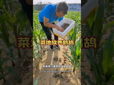 一边养殖一边灭虫，这操作太绝了