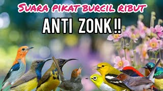 Download lagu Suara Pikat Burung Kecil Ribut Anti zonk mp3