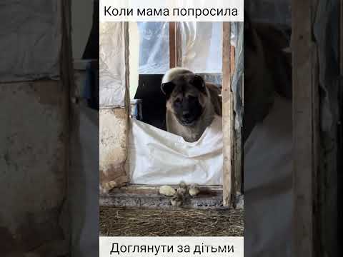 Позитивчик.Коли тебе залишили вдома з дітьми