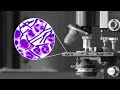 The Antibiotics Revolution Part 1 Sulfa Drugs