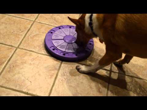 Alani Dog Twister Part 2