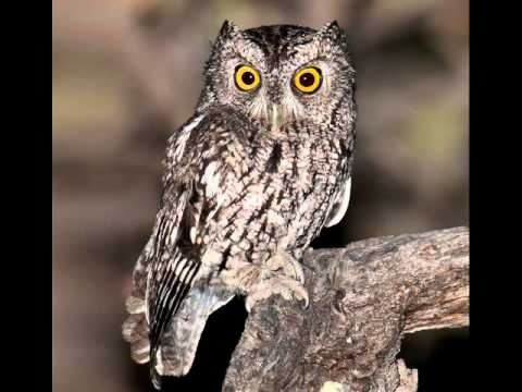 Myšiarka fúzatá — Whiskered Screech-Owl