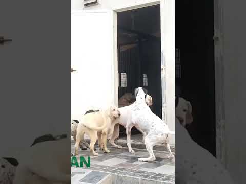 TM farm’s Champion Labrador#dogs #TMfarm #Champion #FCi #Labrador