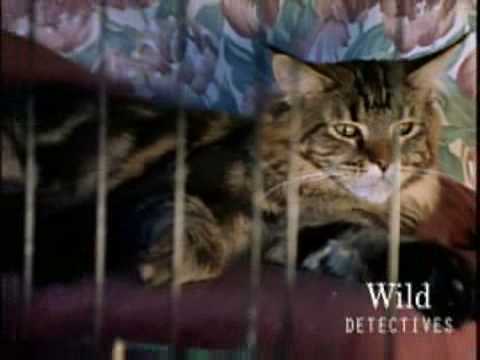 the cats (nice killers)