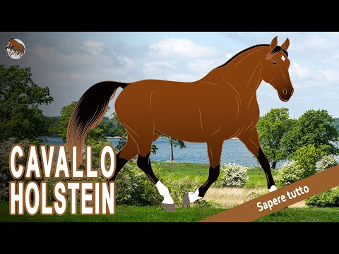 , title : 'Il miglior cavallo da completo della Germania - Cavallo Holstein - Razze di cavalli'