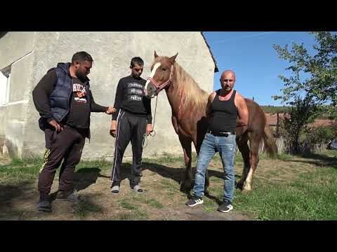 Calu' lui Nicu de la Geoagiu, Hunedoara  2023 Nou!!!