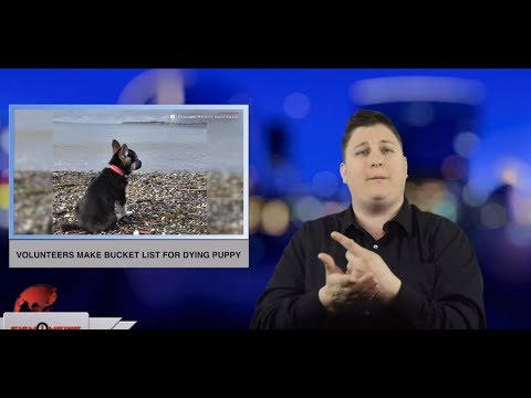Volunteers make bucket list for dying puppy (ASL - 1.17.19)