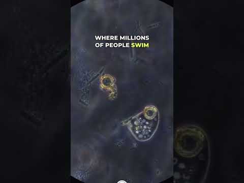 Brain Eating Amoeba Under Microscope #microscope #microscopy #science