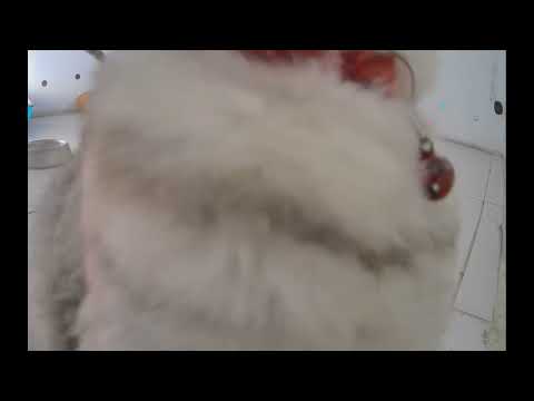 😍 You Laugh You Lose Dogs And Cats 🐱😻 Funniest Catss 2025 🐱❤️