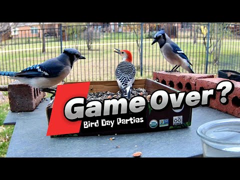 Blue Jay Arena: Poor Red Bellied Woodpecker?