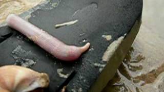 preview picture of video 'Odd looking worm/leech?'