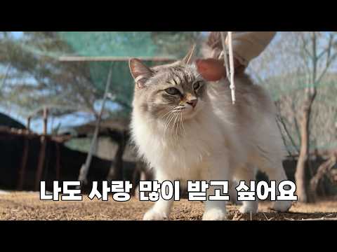 늘 의젓한 줄 알았던 고양이의 진짜 속마음