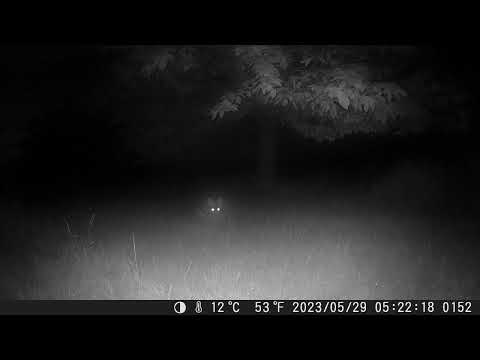 Caméra nocturne 3, Basse Ariège 2023