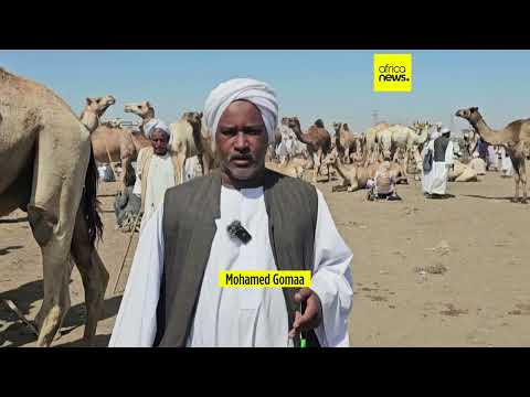 Ramadan preparations underway at Sudan's Gedaref livestock market