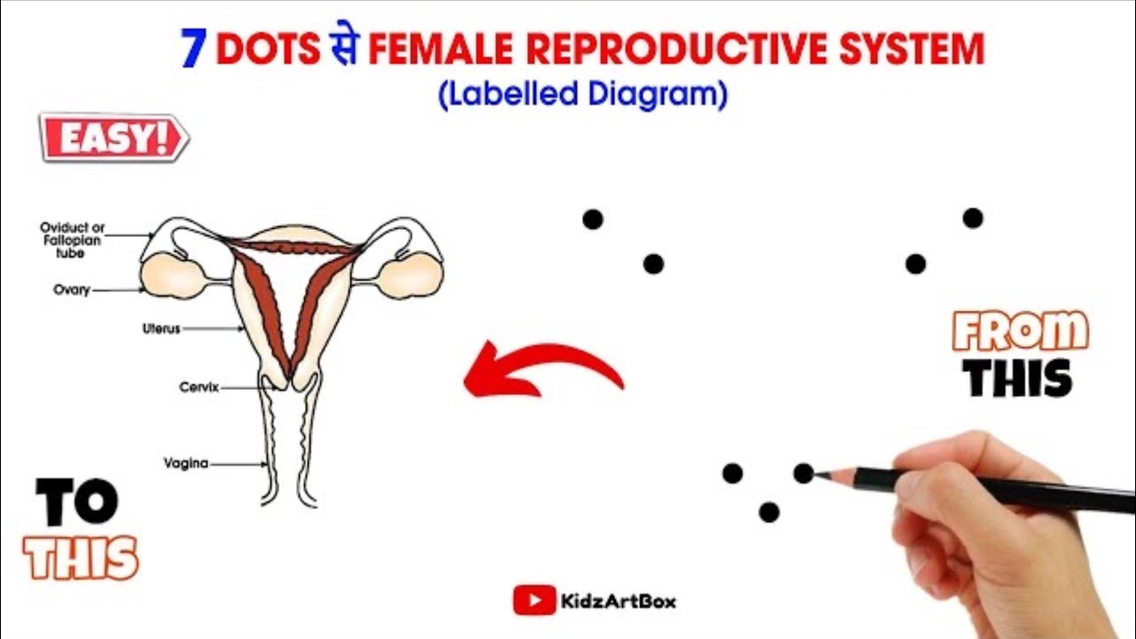 Female reproductive system Diagram | Female reproductive system Diagram Easy | Labelled Diagram