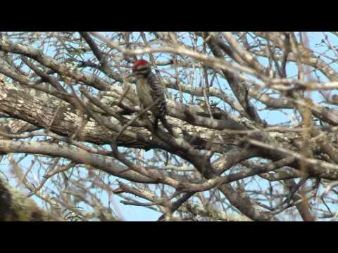 ladder-backed woodpecker (male) La Sal del Rey San Manuel Texas 2012-01-29