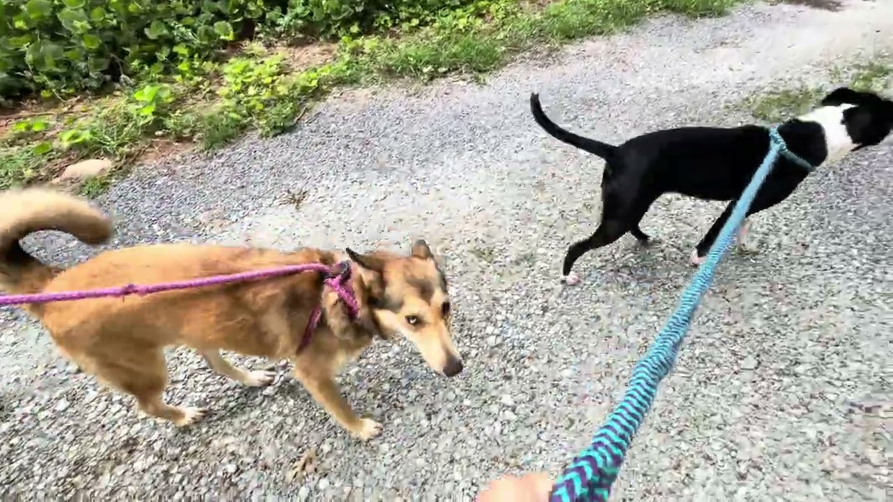 Enlarge Nonna 26-0363, a Adoptable Mixed Breed in Yanceyville, NC video 6/6