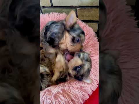 Yorkshire Terrier - Γιορκσάιρ Τεριέ-thumb-1