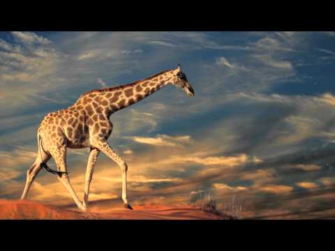 KALAHARI by Jim Stubblefield