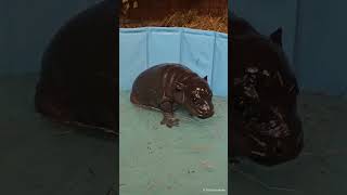 This Berlin baby hippo is in need of a name!
